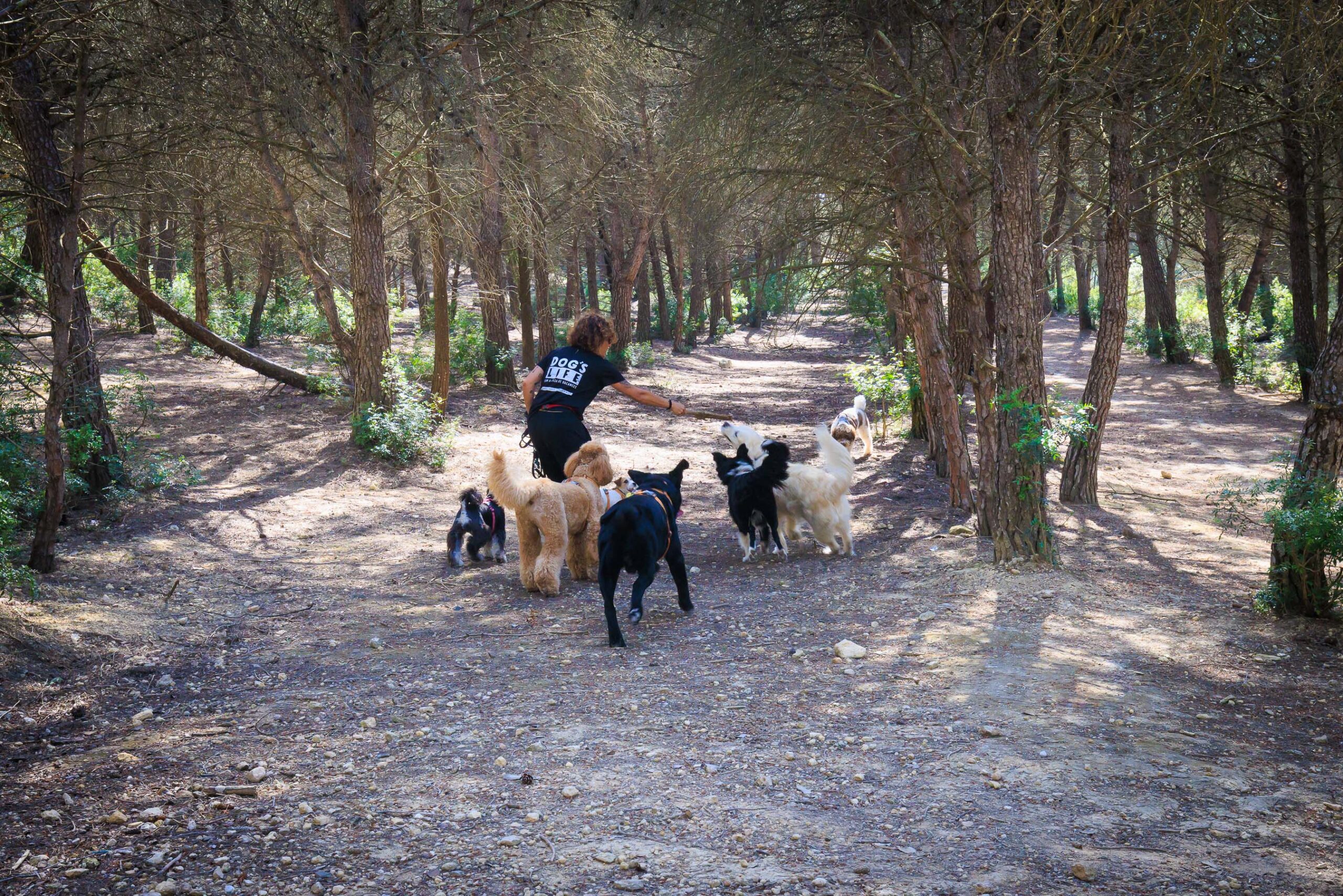 Group walk through the forest