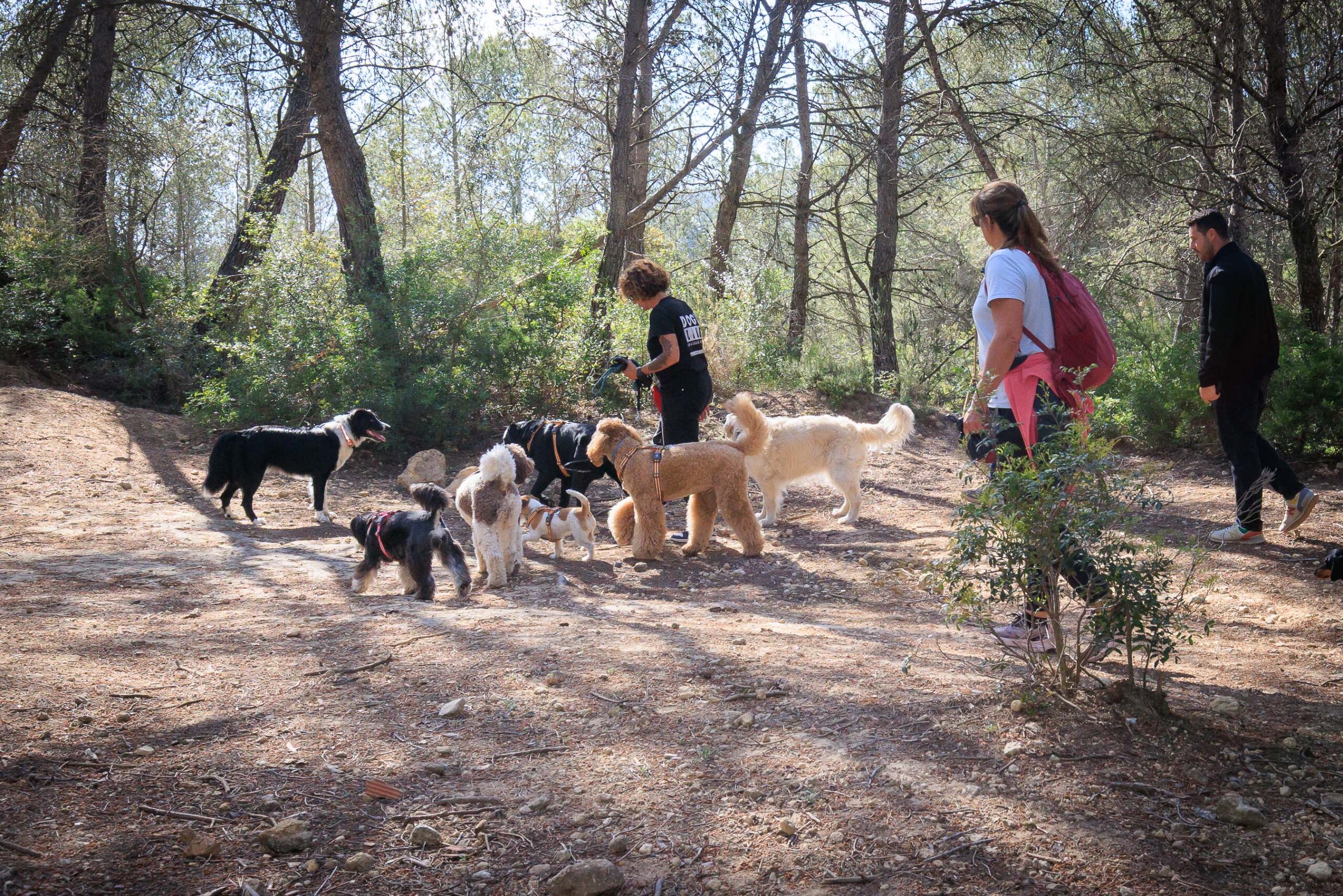 Group walk with dogs and owners.