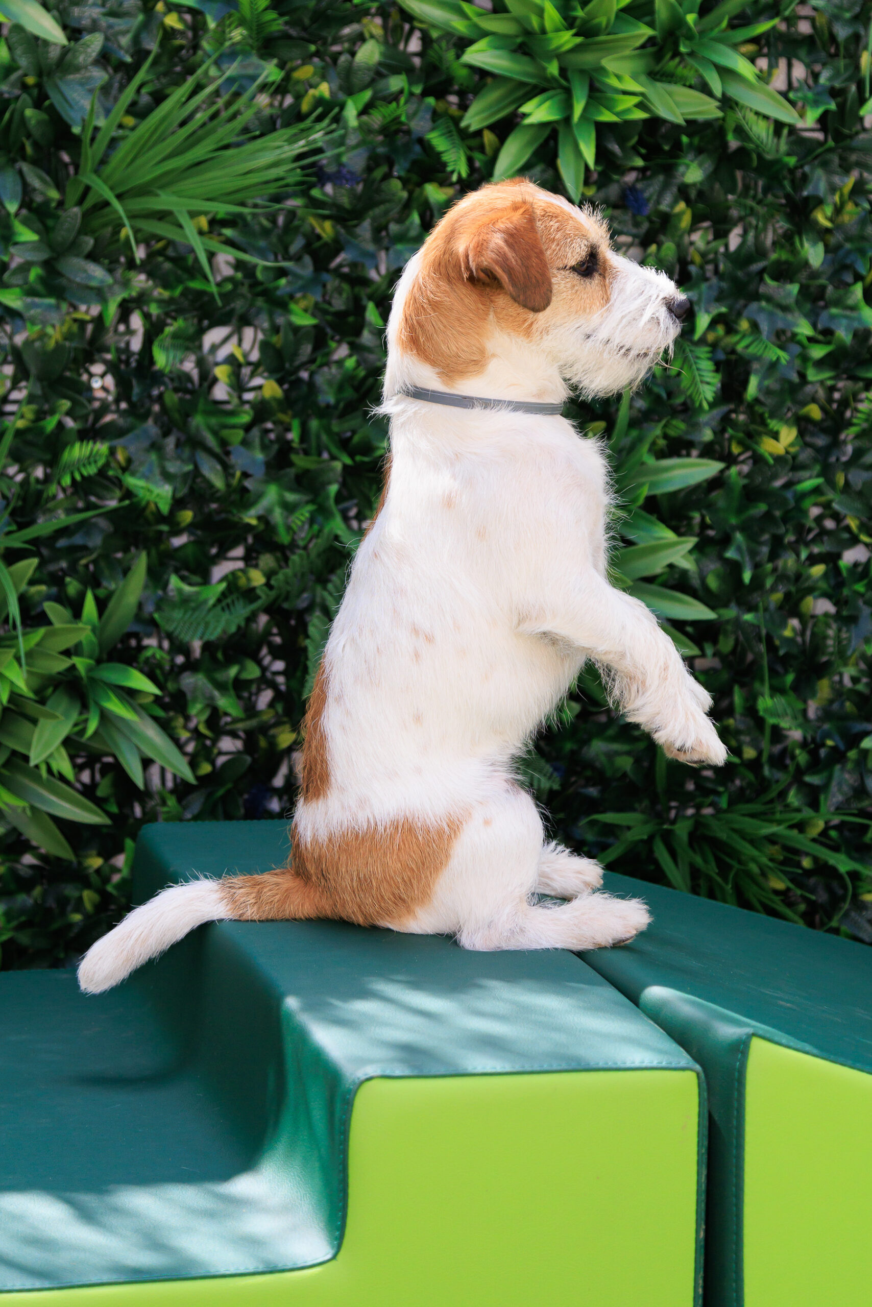 dog standing half-sitting