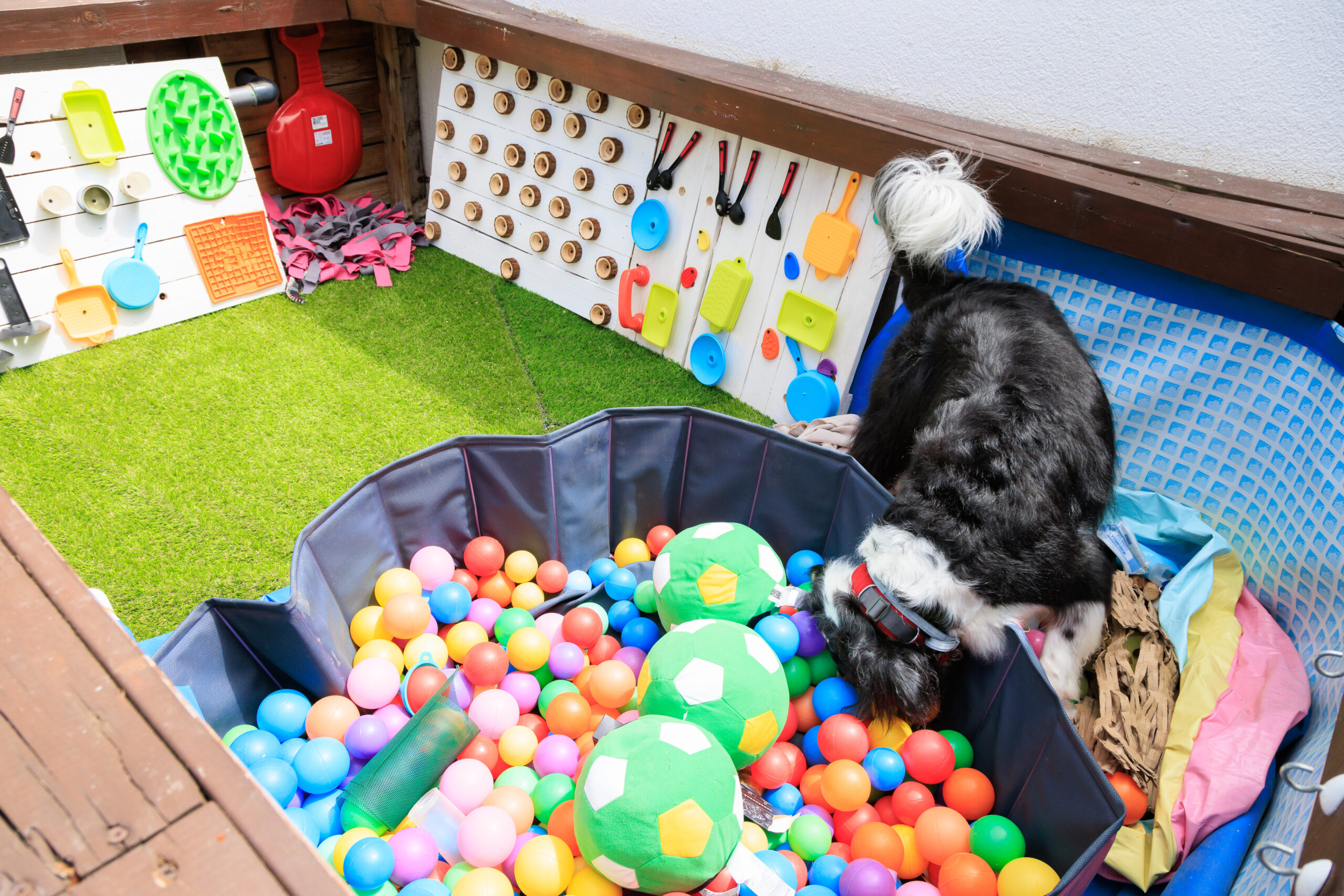 Dog participating in the sensory garden